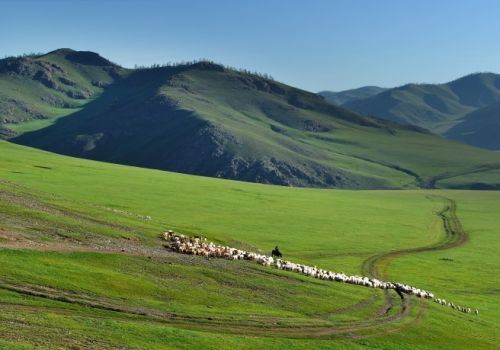 La steppe de Mongolie