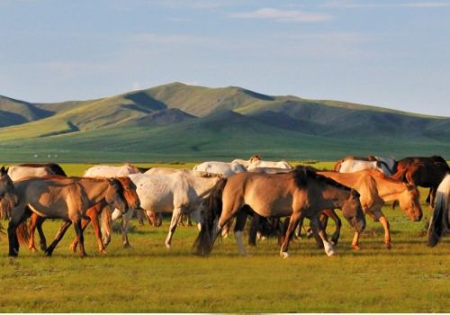 La steppe de Mongolie