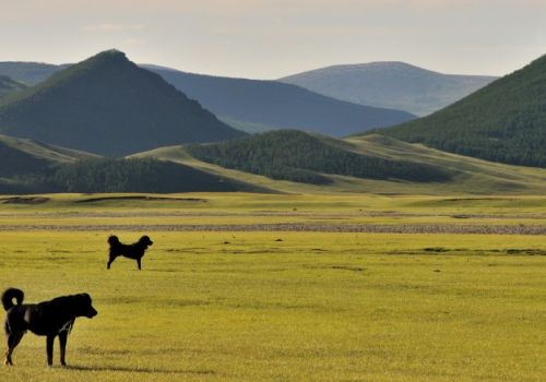 La steppe de Mongolie