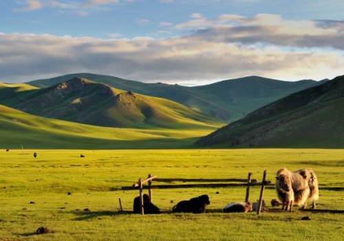 La steppe de Mongolie