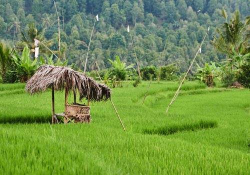 Paysages Balinais