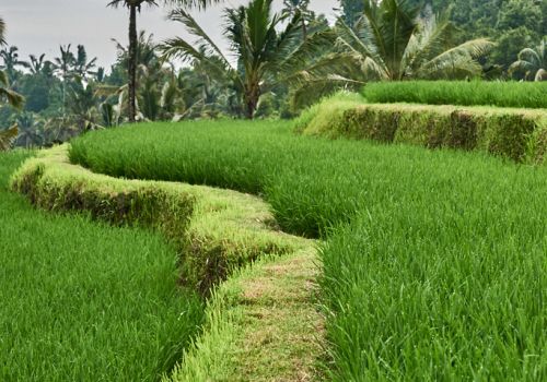 Paysages Balinais