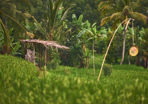 Paysages Balinais