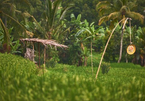 Paysages Balinais
