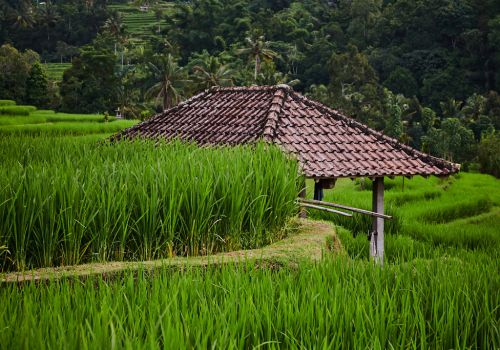 Paysages Balinais
