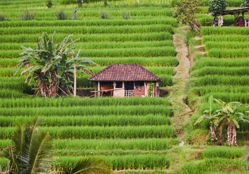 Paysages Balinais