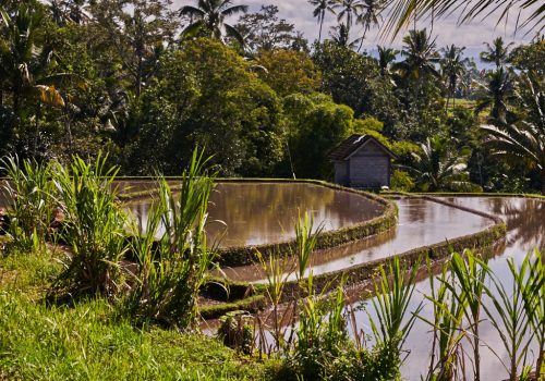 Paysages Balinais