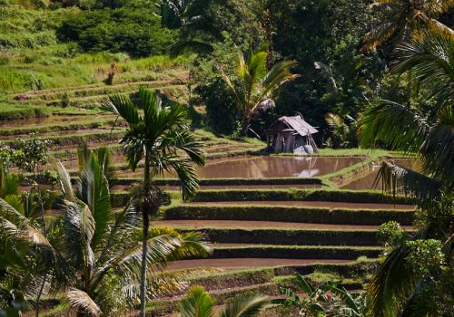 Paysages Balinais