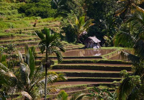 Paysages Balinais
